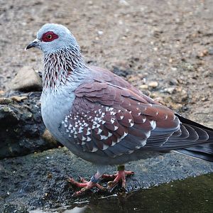 Speckled pigeon (Columba guinea), 2020-01-11