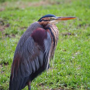 Purple heron (Ardea purpurea), 2020-01-11