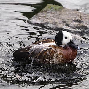 Bathing White-faced whistling duck (Dendrocygna viduata), 2020-01-11