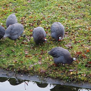 Foraging Helmeted guineafowl (Numida meleagris), 2020-01-11