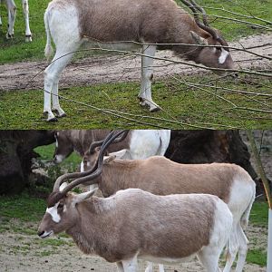 Addaxes (Addax nasomaculatus), 2020-01-11