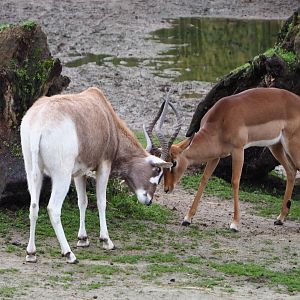 Addax - Impala buck conflict, 2020-01-11