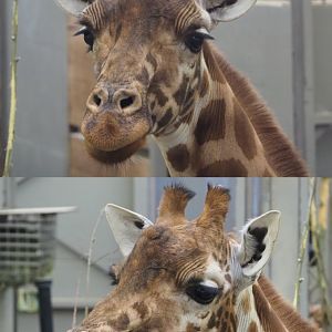 Kordofan giraffe (Giraffa camelopardalis antiquorum), 2020-01-11