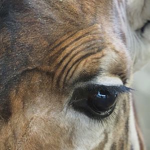 Eye of a Kordofan giraffe (Giraffa camelopardalis antiquorum), 2020-01-11