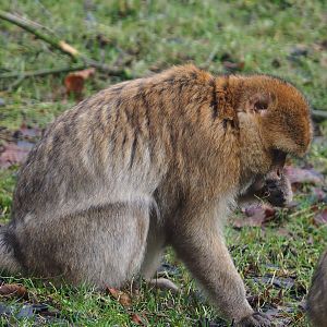 Barbary macaque (Macaca sylvanus), 2020-01-11