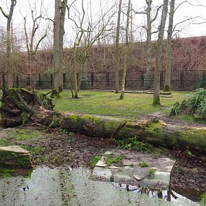 First spotted hyena exhibit, 2020-01-11