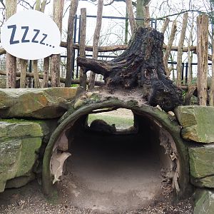 View into hyena den, 2020-01-11