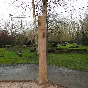 Sudan cheetah exhibit, 2020-01-11