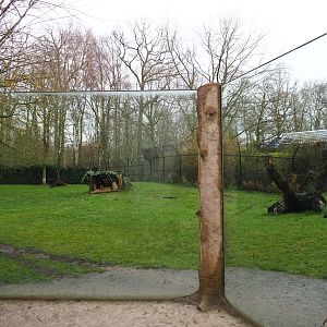 Sudan cheetah exhibit, 2020-01-11
