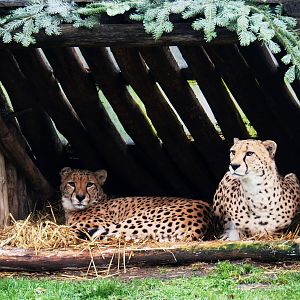 Sudan cheetahs (Acinonyx jubatus soemmeringii), 2020-01-11