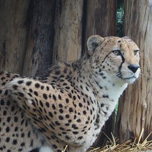Sudan cheetah (Acinonyx jubatus soemmeringii), 2020-01-11
