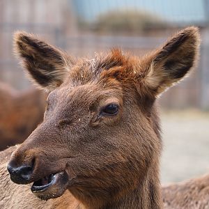 Rocky Mountain wapiti (Cervus canadensis nelsoni), 2020-01-11