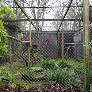 Scarlet macaw and Grey-winged trumpeter aviary, 2020-01-11