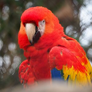 Scarlet macaw (Ara macao), 2020-01-11