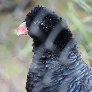 Crestless curassow (Mitu tomentosum), 2020-01-11