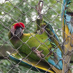 Mexican military macaw (Ara militaris mexicana), 2020-01-11