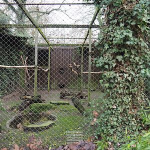 Mexican military macaw and Great curassow aviary, 2020-01-11