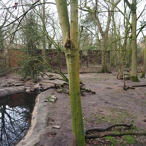 Bush dog exhibit, 2020-01-11