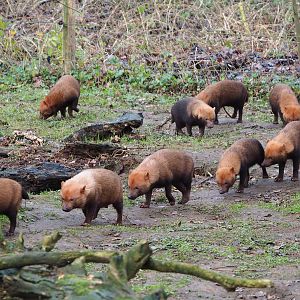 Bush dog pack (Speothos venaticus), 2020-01-11