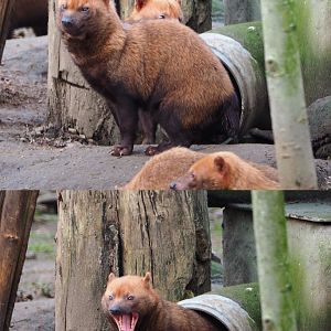 Bush dog (Speothos venaticus), 2020-01-11