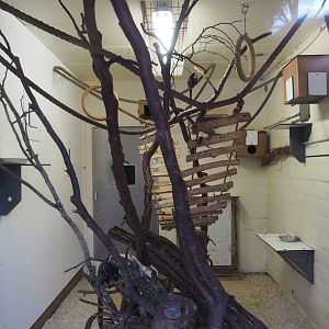 Indoor housing Geoffroy's marmosets, 2020-01-11