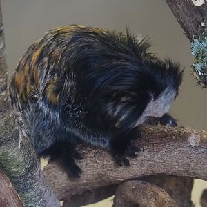 Geoffroy's marmoset (Callithrix geoffroyi), 2020-01-11