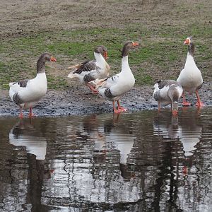 Flemish geese (Anser anser domesticus), 2020-01-11