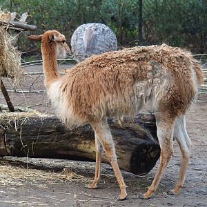Vicuña (Vicugna pacos), 2020-01-11