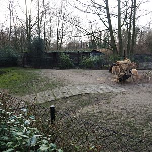Vicuña and Darwin's rhea paddock, 2020-01-11