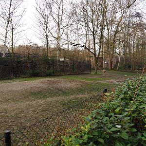 Vicuña and Darwin's rhea paddock, 2020-01-11