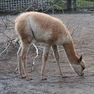 Juvenile vicuña (Vicugna pacos), 2020-01-11