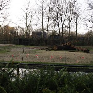 Vicuña and Darwin's rhea paddock, 2020-01-11