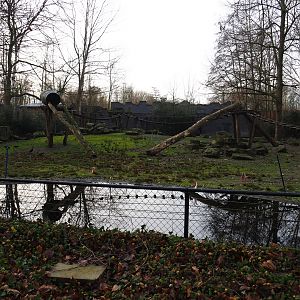 Chacoan peccary, white-nosed coati and ring-tailed coati exhibit, 2020-01-11