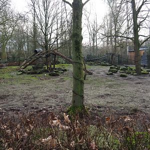 Chacoan peccary, white-nosed coati and ring-tailed coati exhibit, 2020-01-11
