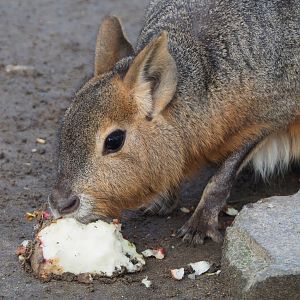 Patagonian mara (Dolichotis patagonum) eating mangel beet, 2020-01-11