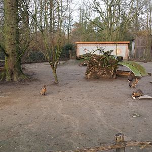 Patagonian mara exhibit, 2020-01-11