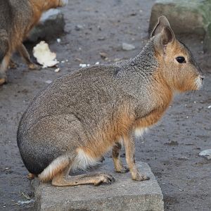 Patagonian mara (Dolichotis patagonum), 2020-01-11