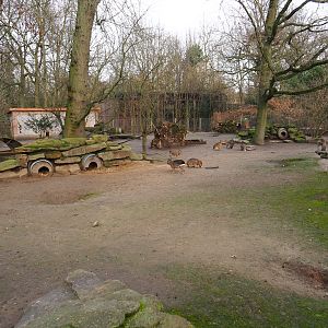 Patagonian mara walk-through exhibit, 2020-01-11