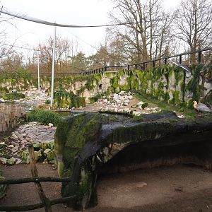 Humboldt penguin exhibit in the Chilean aviary, 2020-01-11