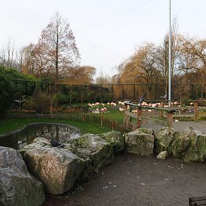 Chilean flamingo exhibit and Black-necked swan separation area in the Chilean aviary, 2020-01-11