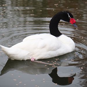 Black-necked swan (Cygnus melanocoryphus), 2020-01-11