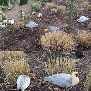 Foraging Black-faced ibises (Theristicus melanopis), 2020-01-11