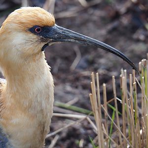 Black-faced ibis (Theristicus melanopis),  2020-01-11