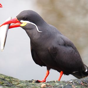 Inca tern (Larosterna inca) eating a fish, 2020-01-11