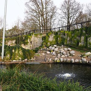 Humboldt penguin exhibit in the Chilean aviary, 2020-01-11