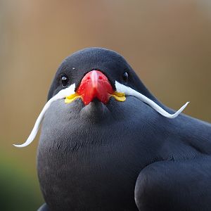 Inca tern (Larosterna inca), 2020-01-11
