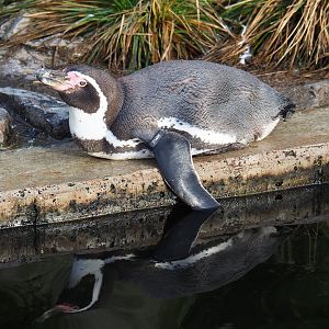 Humboldt penguin (Spheniscus humboldti), 2020-01-11
