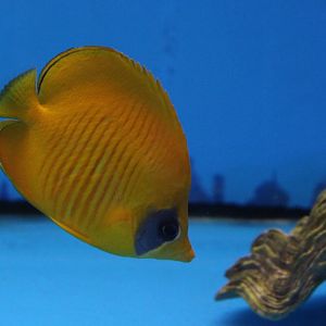 Masked butterflyfish - Chaetodon semilarvatus