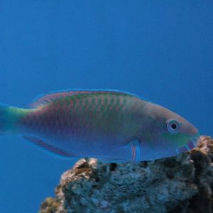 Green parrotfish - Scarus quoyi