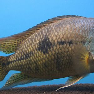 Hypsophrys nicaraguensis